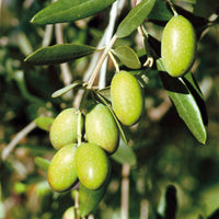 Olivenbaum Olea europeana auf einem Stamm 15–25 cm