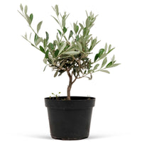 Olivenbaum Olea europeana Strauch 35-45 cm