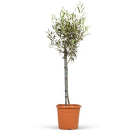 Olivenbaum Olea europeana auf einem Stamm 70–75 cm