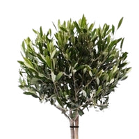 Olivenbaum Olea europeana 85-95 cm
