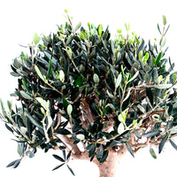 Bonsai-Olivenbaum Olea europeana 50–55 cm