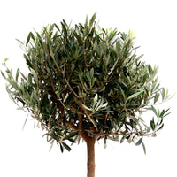 Olivenbaum Olea europeana auf einem Stamm 150–155 cm