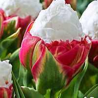 7x Tulpen Tulipa 'Ice Cream' weiβ-rosa