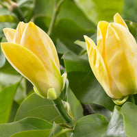 Magnolie 'Yellow Bird' gelb - Winterhart