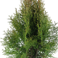 3 Lebensbaum Thuja 'Smaragd' - Winterhart