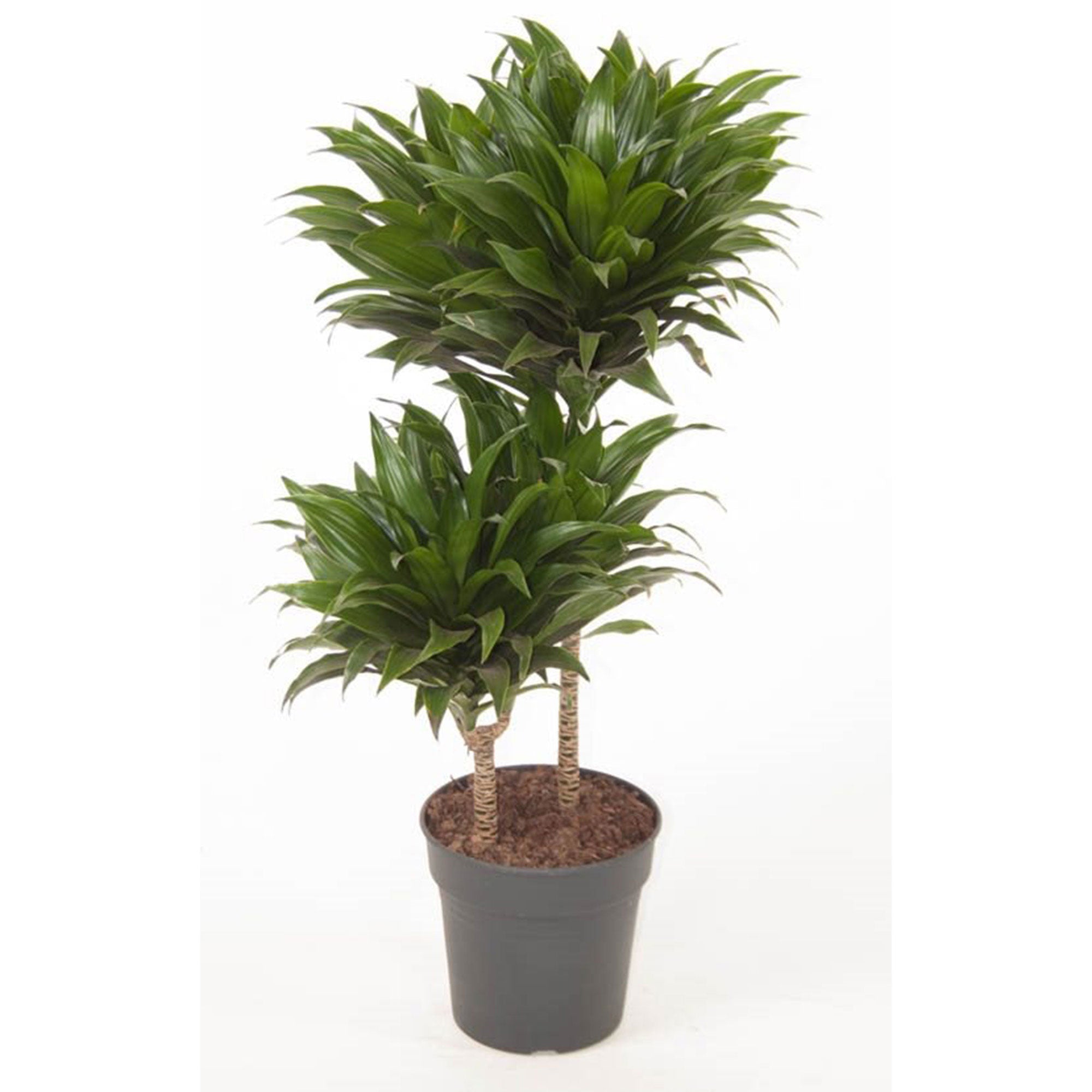 drachenbaum compacta pflege Kaufen Sie jetzt Zimmerpflanze Drachenblutbaum Dracaena 'Compacta'