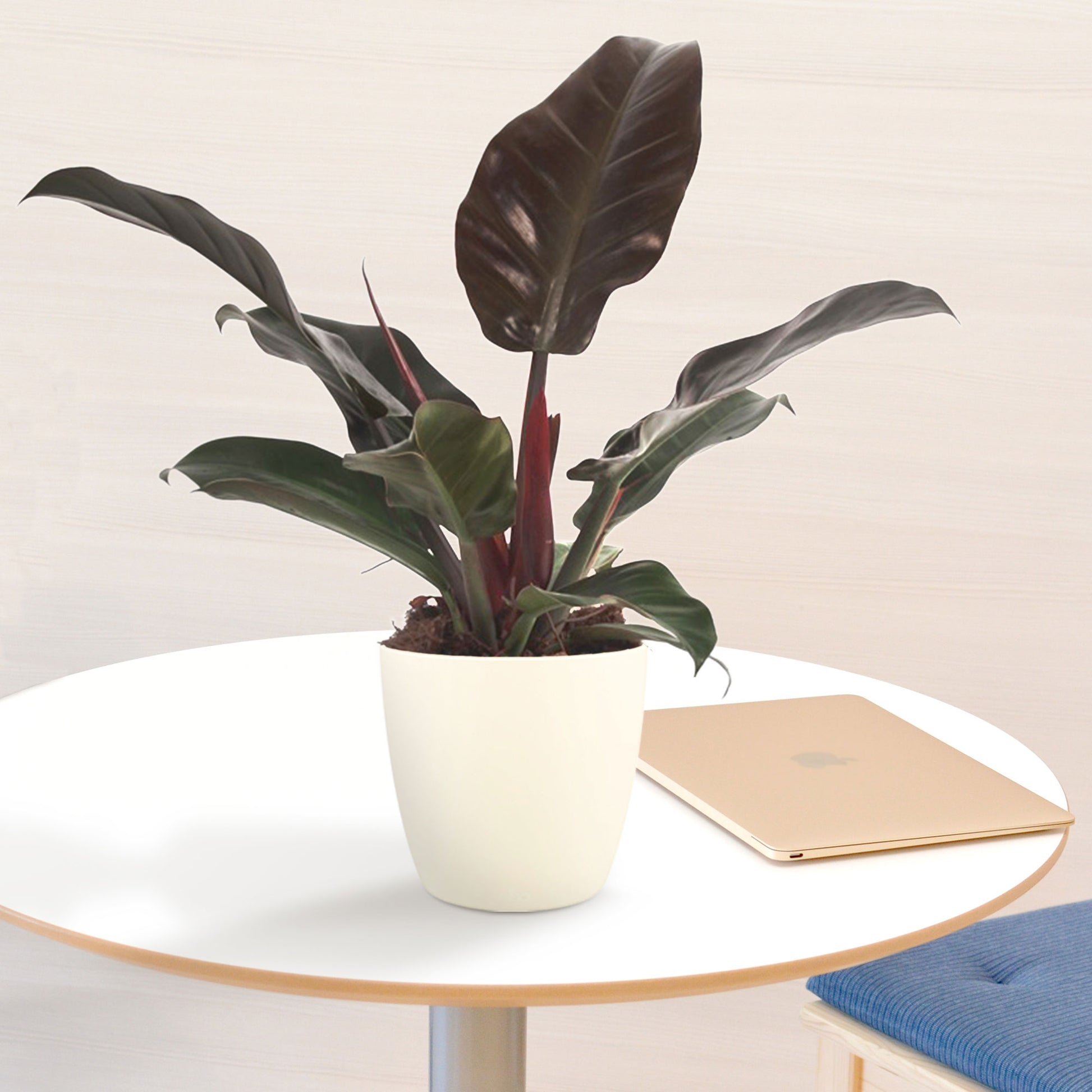 philodendron kaufen Kaufen Sie jetzt Zimmerpflanze Philodendron 'Imperial Red'
