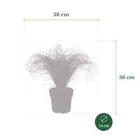 Segge Carex 'Frosted Curls' grün-weiβ - Winterhart