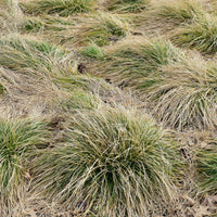 Segge Carex 'Frosted Curls' grün-weiβ - Winterhart