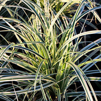 Segge Carex 'Everest' grün-weiβ - Winterhart