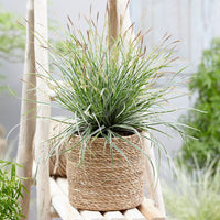 Segge Carex 'Everest' grün-weiβ - Winterhart