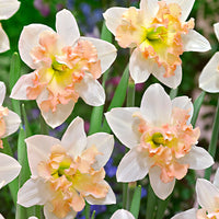 15x Narzissen Narcissus 'Palmares' weiβ-rosa