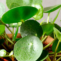 Pfannkuchenpflanze Pilea peperomioides inkl. Dekotopf