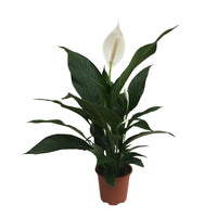 Einblatt Spathiphyllum 'Bingo Cupido' Weiß inkl. Dekotopf