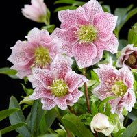 Christrose Helleborus 'Hello Amber' Rosa-Weiß - Winterhart