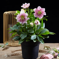 Christrose Helleborus 'Hello Amber' Rosa-Weiß - Winterhart
