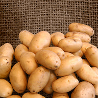25x Kartoffel Solanum 'Nicola'
