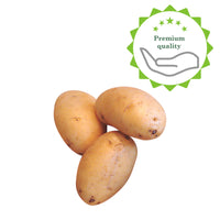 25x Kartoffel Solanum 'Nicola'