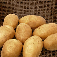 25x Kartoffel Solanum 'Wilja'