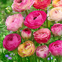 15x Doppelblütler Ranunkel Ranunculus 'Peony Blend' rosa