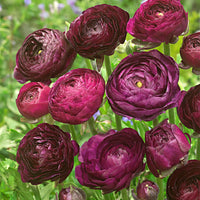 Doppelblütler Ranunkel Ranunculus 'Purple Sensation' lila