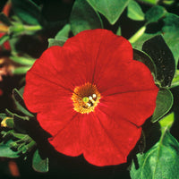 3x  Petunia 'Red' Rot