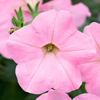 3x Petunia 'Soft Pink' Rosa