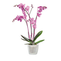 Elho Blumentopf Brussels Orchid rund transparent - Innentopf