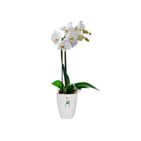 Elho Hoher Blumentopf Brussels orchid rund weiβ - Innentopf