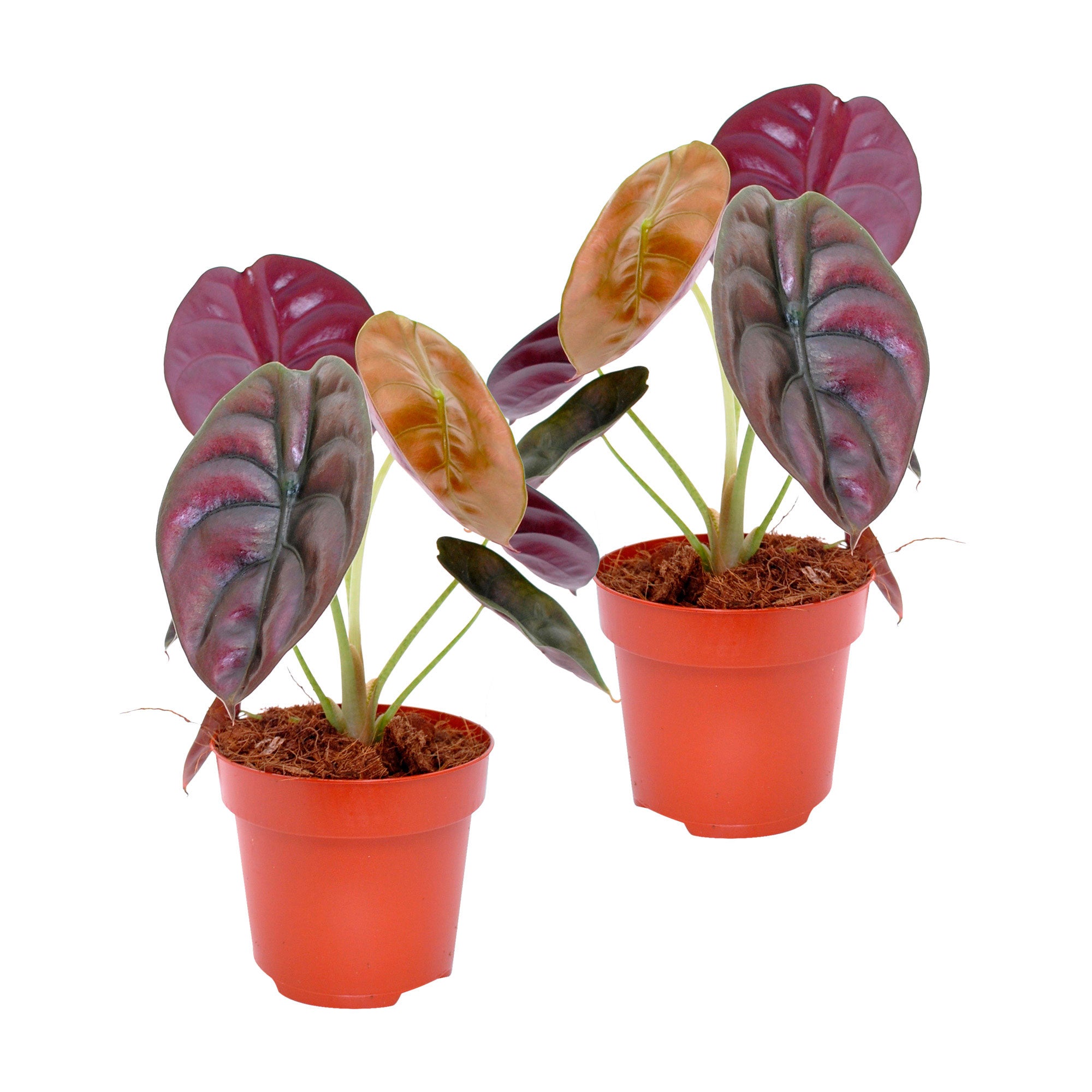 elefantenohr rot Elefantenohr Alocasia 'Red Secret'