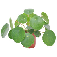 Pfannkuchenpflanze Pilea peperomioides
