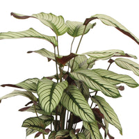 Schattenpflanze Calathea 'White Star' inkl. Weidenkorb, natürlich