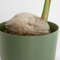 Kokospalme Cocos nucifera inkl. Weidenkorb, natürlich