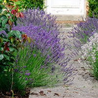 6x Lavendel Lavandula angustifolia lila - Winterhart