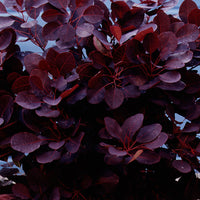Perückenstrauch Cotinus 'Royal Purple' Auf einem Stamm lila - Winterhart
