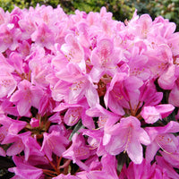 Rhododendron 'Roseum Elegans' rosa - Winterhart