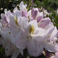 Rhododendron 'Madame Mason' weiβ-gelb Auf einem Stamm - Winterhart