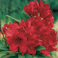 Rhododendron 'Red Jack' rot Auf einem Stamm - Winterhart