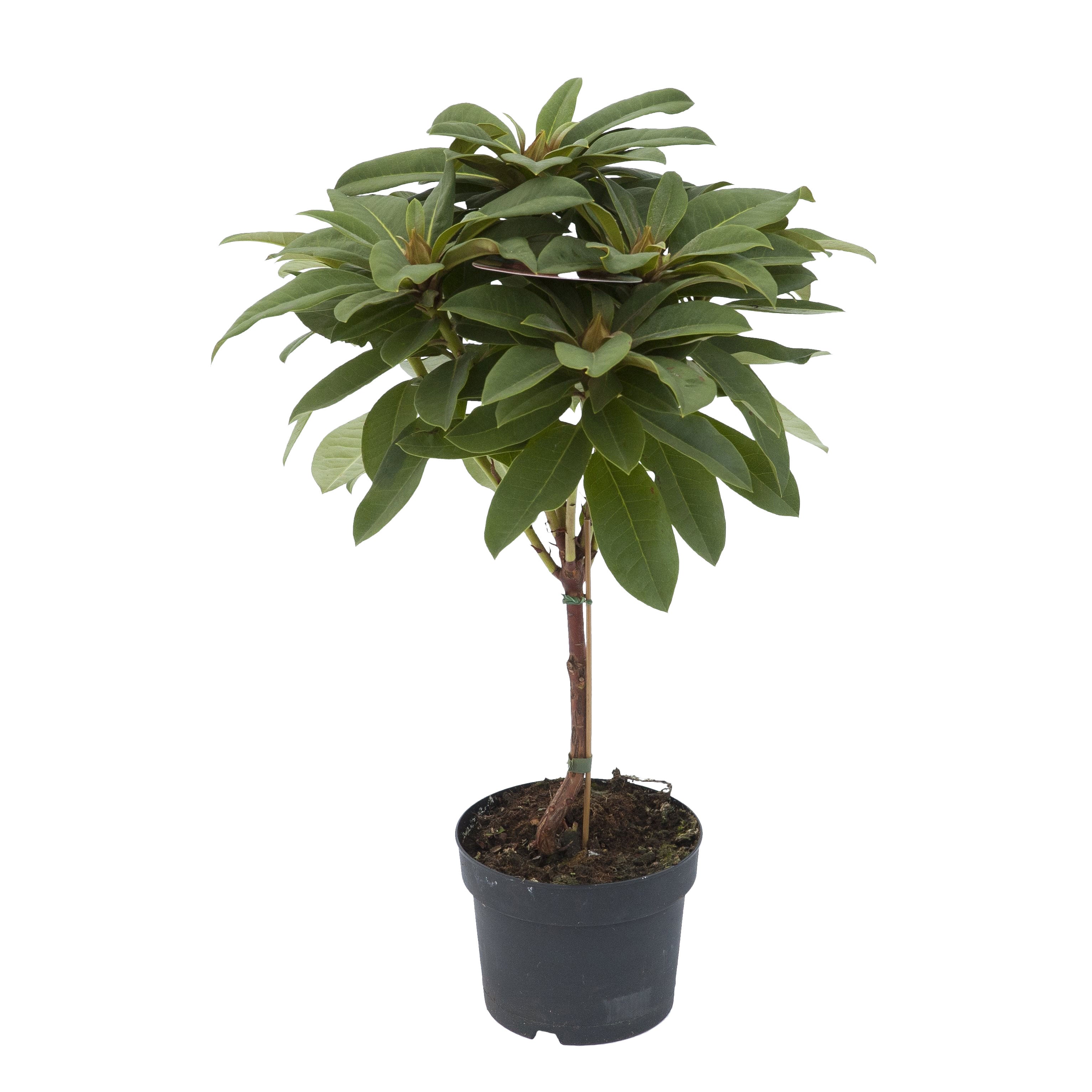 Kaufen Sie jetzt Zierstrauch Rhododendron 'Red Jack' rot Auf einem Stamm -  Winterhart kaufen