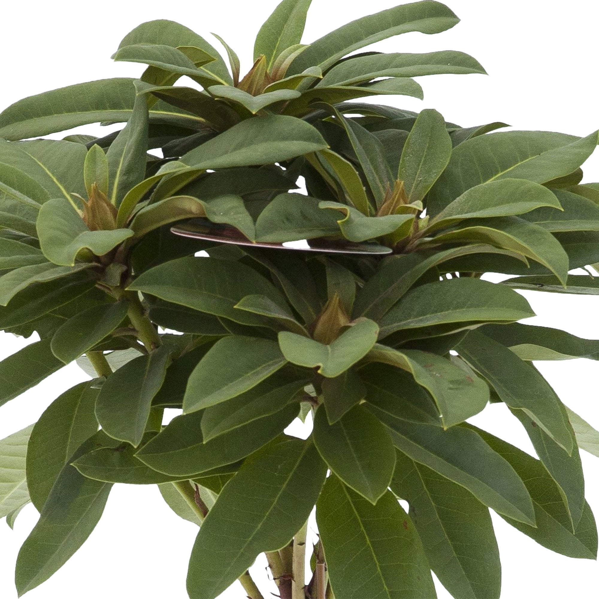 Kaufen Sie jetzt Zierstrauch Rhododendron 'Red Jack' rot Auf einem