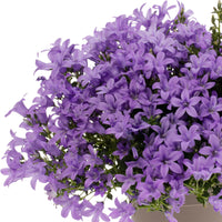 3x Campanula 'Intense Purple' Lila - Winterhart
