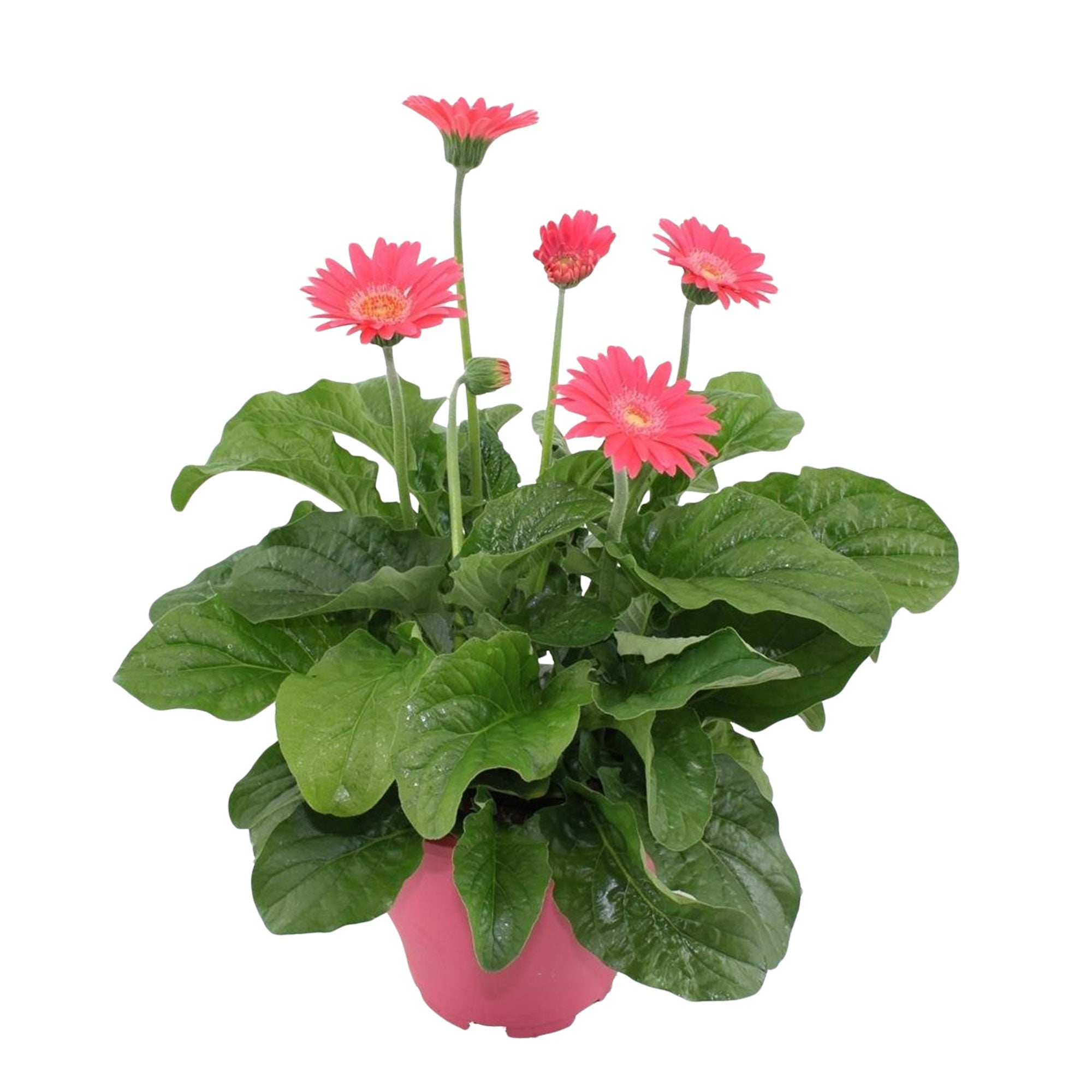 Kaufen Sie jetzt Staude Gerbera 'Garvinea' Rosa - Winterhart