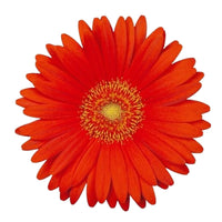 Gerbera 'Garvinea' Orange - Winterhart