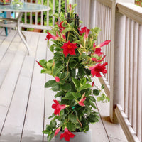Chilenischer Jasmin Mandevilla piramide rot