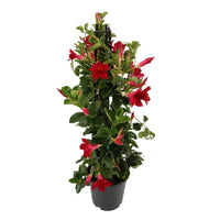 Chilenischer Jasmin Mandevilla piramide rot