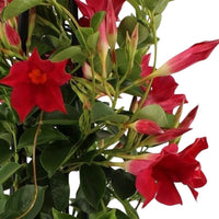 Chilenischer Jasmin Mandevilla piramide rot