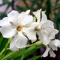 Oleander Weiß