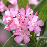 Oleander Nerium rosa Auf einem Stamm