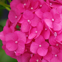 Bauernhortensie Hydrangea 'Bloomstar' Rosa - Winterhart