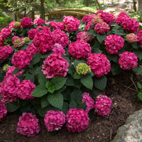 Bauernhortensie Hydrangea 'Summer Love' Rot - Winterhart